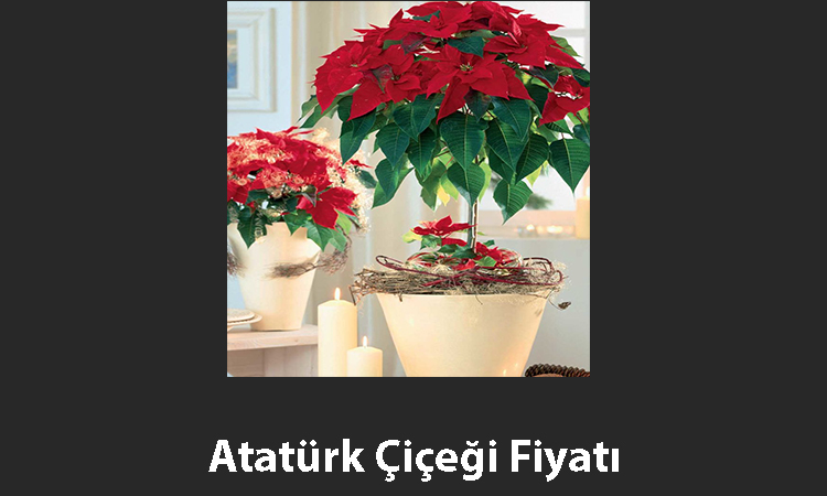 Atatürk Çiçeği Bakımı Nasıl Yapılır, (2022) Fiyatı Nedir?